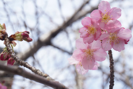 cherry blossomsの写真素材