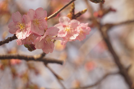 cherry blossomsの写真素材