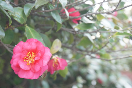 Sazankaの写真素材