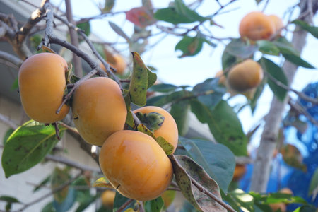Ripe persimmon fruit in autumn in Japanの写真素材