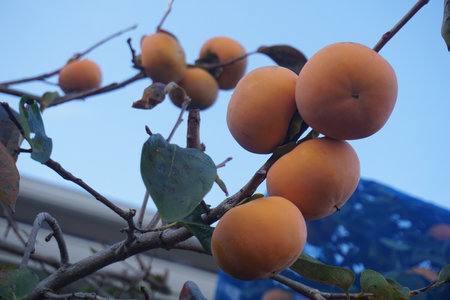 Ripe persimmon fruit in autumn in Japanの写真素材