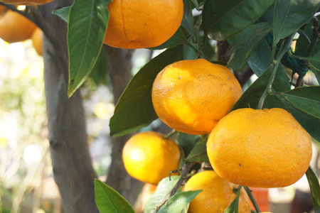 Mandarin orange tree with yellow fruitsの写真素材