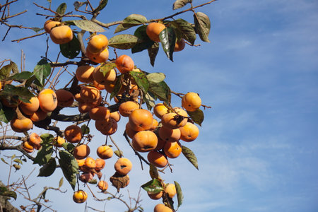 Ripe persimmon fruit in autumn in Japanの写真素材