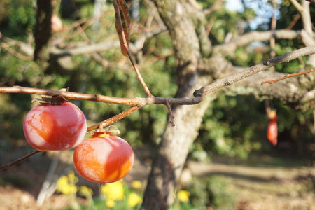Ripe persimmon fruit in autumn in Japanの写真素材