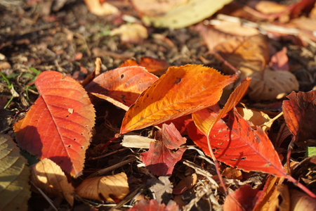 Withered and scattered leaves in autumnの写真素材
