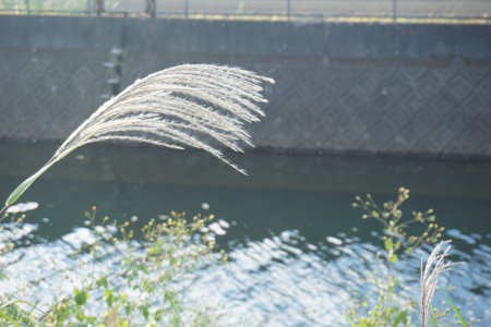 Pampas grass swaying in the autumn windの写真素材