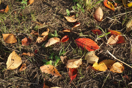 Withered and scattered leaves in autumnの写真素材