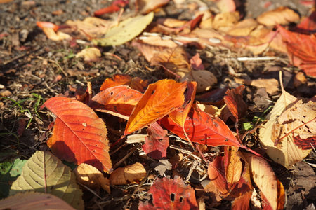 Withered and scattered leaves in autumnの写真素材