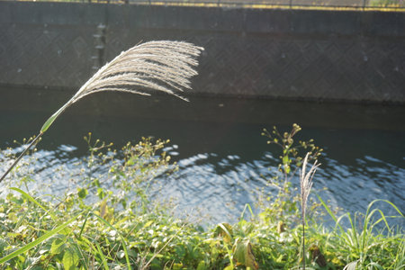 Pampas grass swaying in the autumn windの写真素材