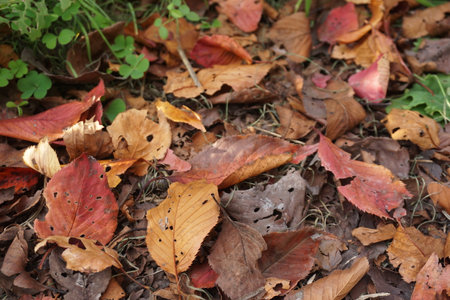 Withered and scattered leaves in autumnの写真素材