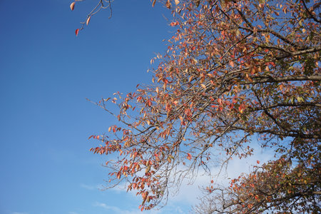 Autumn leaves and sky in Japanの写真素材