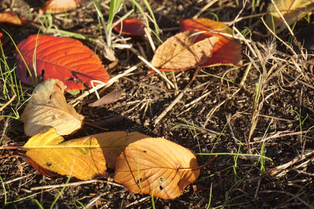 Withered and scattered leaves in autumnの写真素材