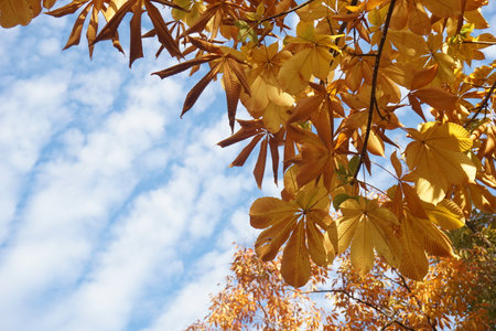 Autumn leaves and sky in Japanの写真素材
