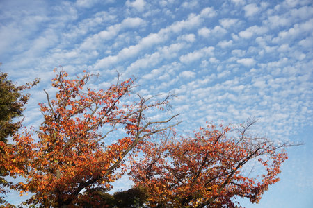 Autumn leaves and sky in Japanの写真素材