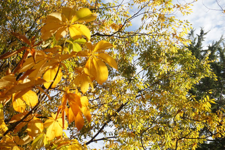 Beautifully colored leaves in autumn in Japanの写真素材