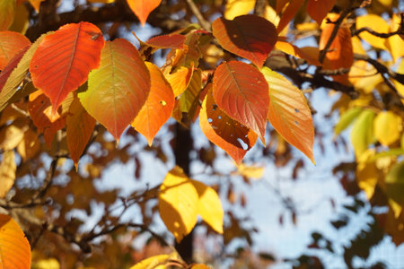 Beautifully colored leaves in autumn in Japanの写真素材
