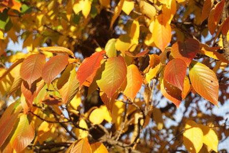 Beautifully colored leaves in autumn in Japanの写真素材