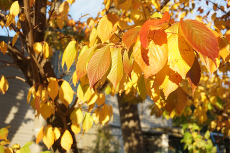 Beautifully colored leaves in autumn in Japanの写真素材