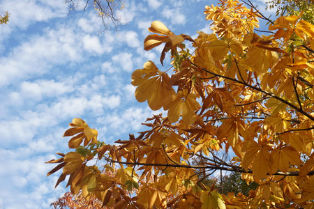 Autumn leaves and sky in Japanの写真素材