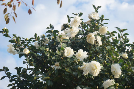 Sasanqua blooming in autumn in Japanの写真素材