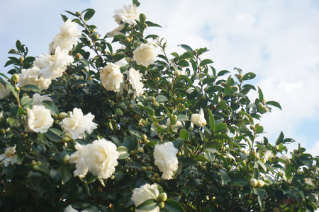 Sasanqua blooming in autumn in Japanの写真素材