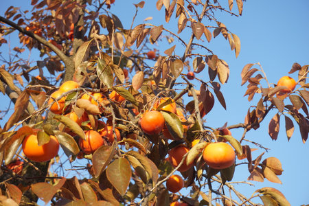 Ripe persimmon fruit in autumn in Japanの写真素材
