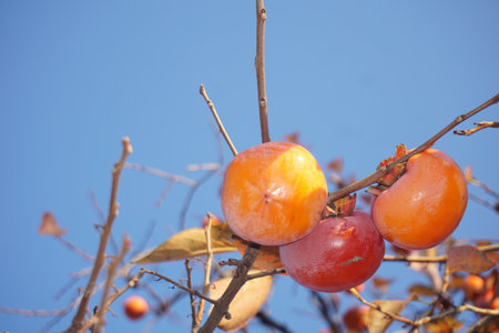 Ripe persimmon fruit in autumn in Japanの写真素材