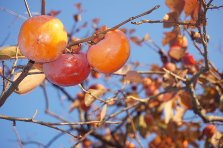 Ripe persimmon fruit in autumn in Japanの写真素材