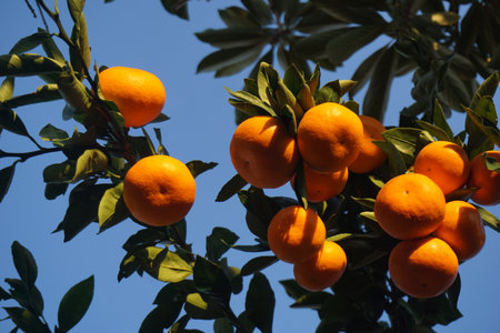 Ripe oranges in autumn in Japanの写真素材