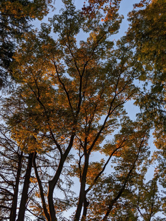 Beautifully colored leaves in autumn in Japanの写真素材