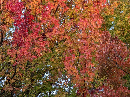 Beautifully colored leaves in autumn in Japanの写真素材