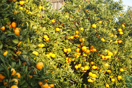 Ripe oranges in autumn in Japanの写真素材