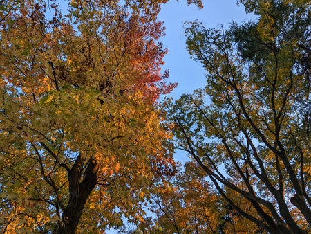 Beautifully colored leaves in autumn in Japanの写真素材