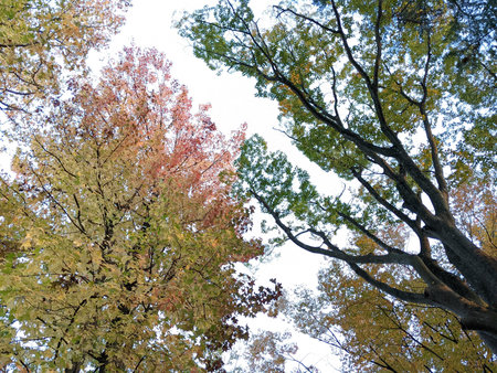 Beautifully colored leaves in autumn in Japan