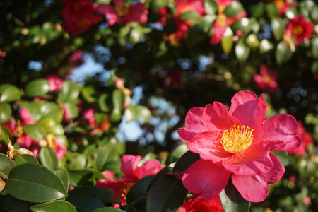 Sasanqua blooming in autumn in Japanの写真素材