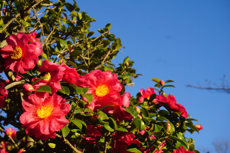 Sasanqua blooming in autumn in Japanの写真素材