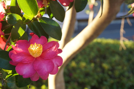 Sasanqua blooming in autumn in Japanの写真素材