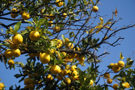 Yuzu tree with yellow fruitの写真素材