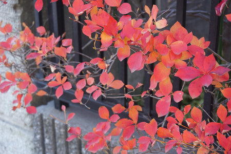 Red leaves in autumn in Japanの写真素材