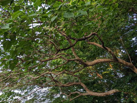 Beautiful tree with dark green leaves