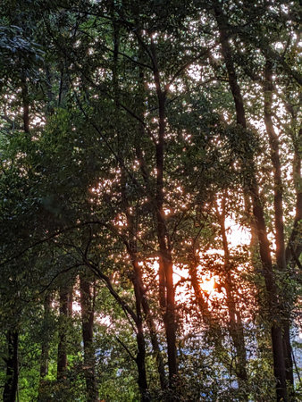 Beautiful forest with the setting sun in the eveningの写真素材