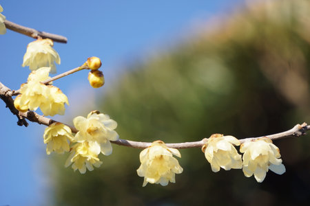 Winter sweet that blooms in winter in Japanの写真素材