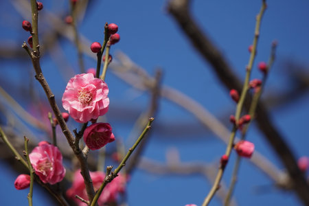 Plum blossoms blooming in winter in Japanの写真素材