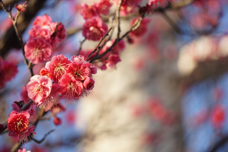 Plum blossoms blooming in winter in Japanの写真素材