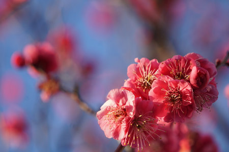 Plum blossoms blooming in winter in Japanの写真素材