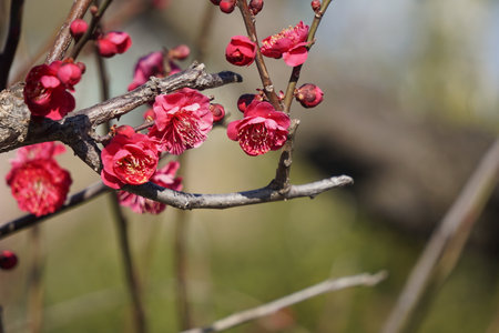 Plum blossoms blooming in winter in Japanの写真素材