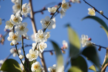 Plum blossoms blooming in winter in Japanの写真素材
