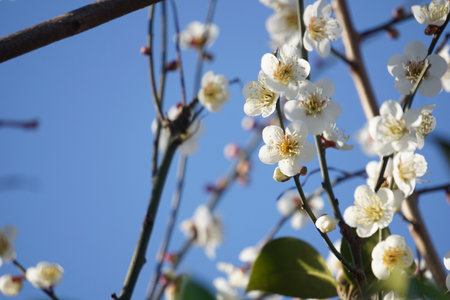 Plum blossoms blooming in winter in Japanの写真素材