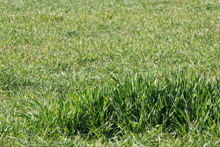 Beautiful field with green grassの写真素材