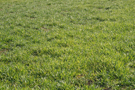 Beautiful field with green grassの写真素材